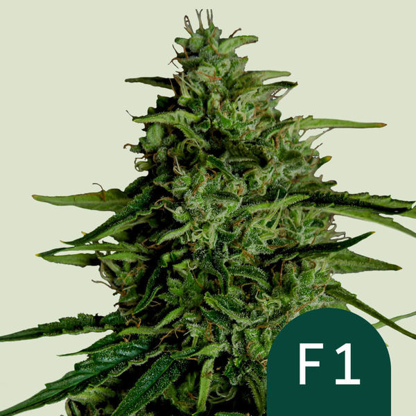 Milky Way F1 Autoflorescente (Royal Queen Seeds) Feminizada