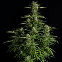 Orion F1 Auto (Royal Queen Seeds) feminizada