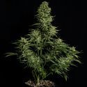 Cosmos F1 CBD Autoflor (Royal Queen Seeds) Feminizada