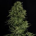 Cosmos F1 CBD Autoflor (Royal Queen Seeds) Feminizada