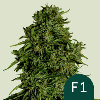 Cosmos F1 CBD Autoflor (Royal Queen Seeds) Feminizada