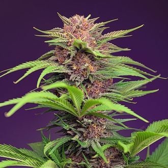 Red Mimosa XL Auto (Sweet Seeds) Feminizada