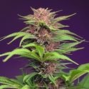 Red Mimosa XL Auto (Sweet Seeds) Feminizada