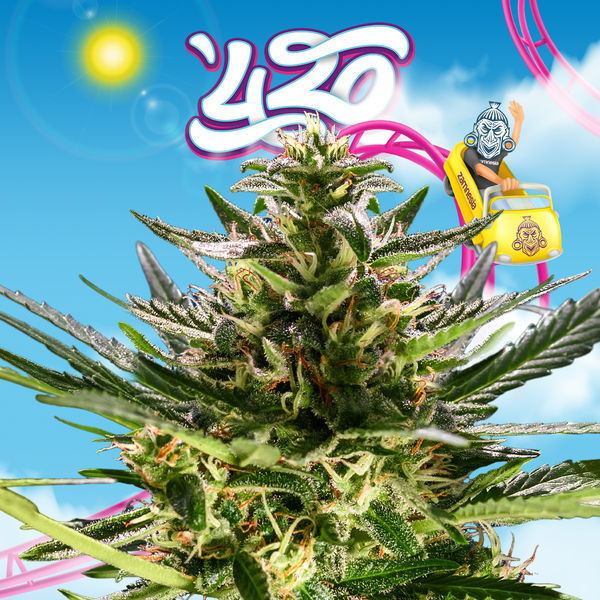 Rollercoaster Haze (Zamnesia Seeds) feminizada