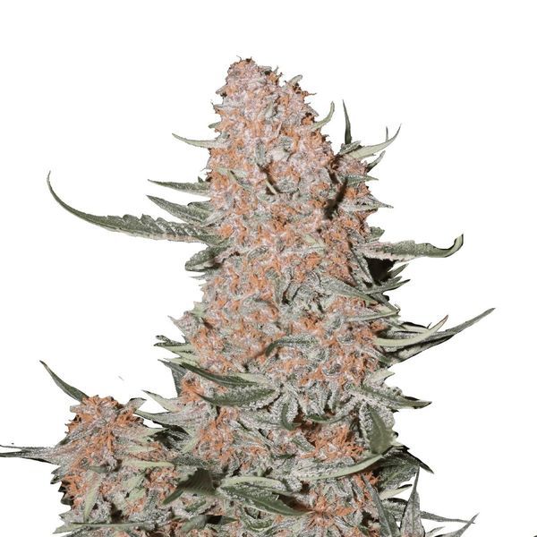 Ztrawberriez Auto (FastBuds) feminizada