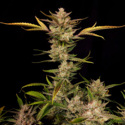 Ztrawberriez Auto (FastBuds) feminizada