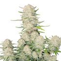 Apricot Auto (FastBuds) feminizada