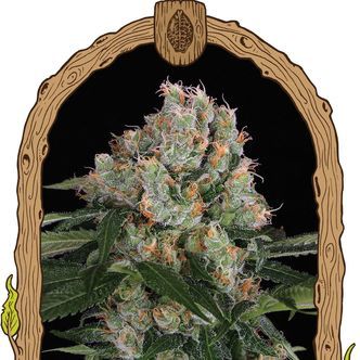 Artic Flurry (Semente Exótica) Feminizada