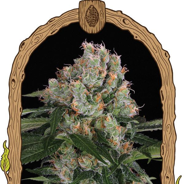 Artic Flurry (Semente Exótica) Feminizada