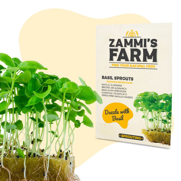 Sementes de rebentos de manjericão (Ocimum basilicum)