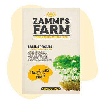 Sementes de rebentos de manjericão (Ocimum basilicum)