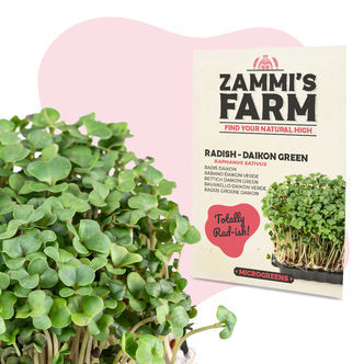 Microverdes de rabanete – sementes Daikon Green (Raphanus sativus)