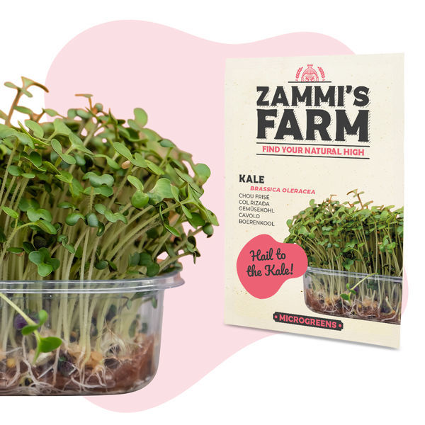 Sementes de microverdes de couve (Brassica oleracea)