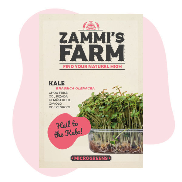 Sementes de microverdes de couve (Brassica oleracea)