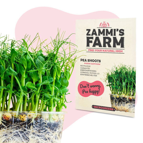 Rebentos de ervilha (Pisum sativum) para microvegetais