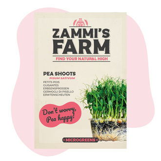 Rebentos de ervilha (Pisum sativum) para microvegetais