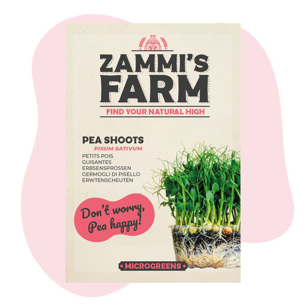 Rebentos de ervilha (Pisum sativum) para microvegetais