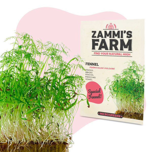 Sementes de funcho para microgreens (Foeniculum vulgare)