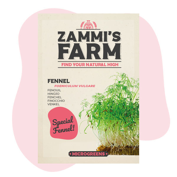 Sementes de funcho para microgreens (Foeniculum vulgare)