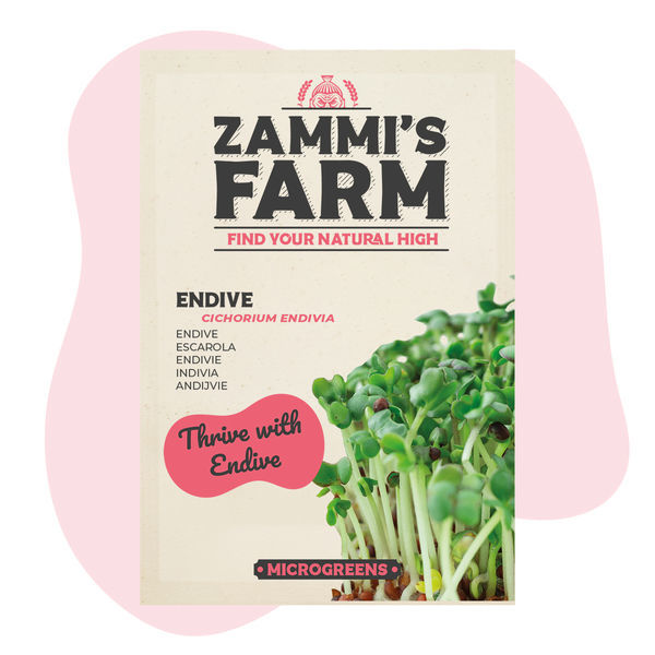 Sementes de microvegetais de endívia (Cichorium endivia)