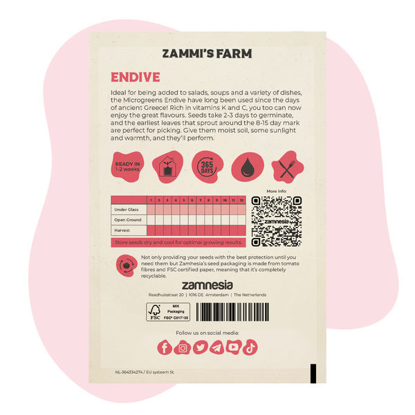 Sementes de microvegetais de endívia (Cichorium endivia)