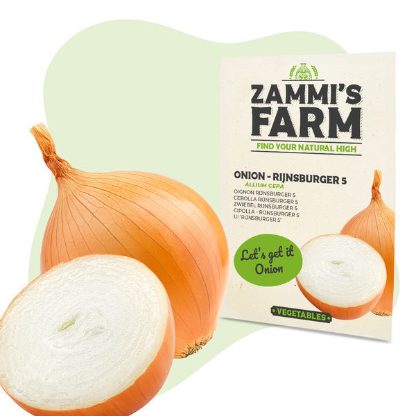 Cebola - Rijnsburger 5 (Allium cepa) Sementes