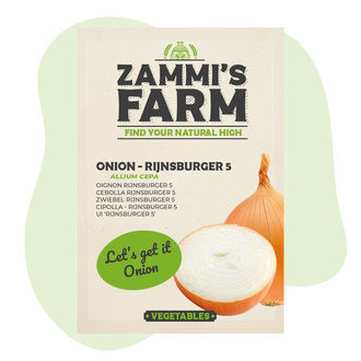 Cebola - Rijnsburger 5 (Allium cepa) Sementes