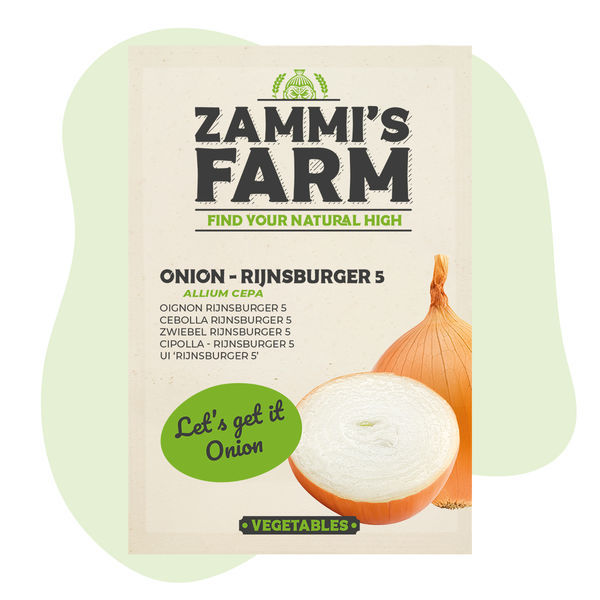 Cebola - Rijnsburger 5 (Allium cepa) Sementes