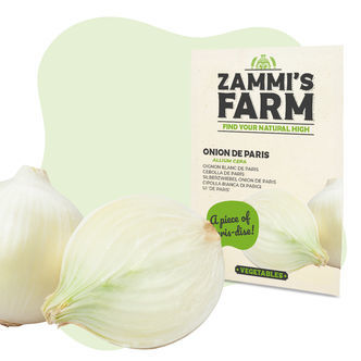 Sementes de cebola de Paris (Allium cepa)