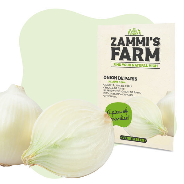 Sementes de cebola de Paris (Allium cepa)