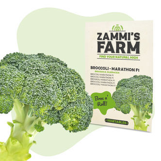 Sementes de Brócolos Marathon F1 (Brassica oleracea)