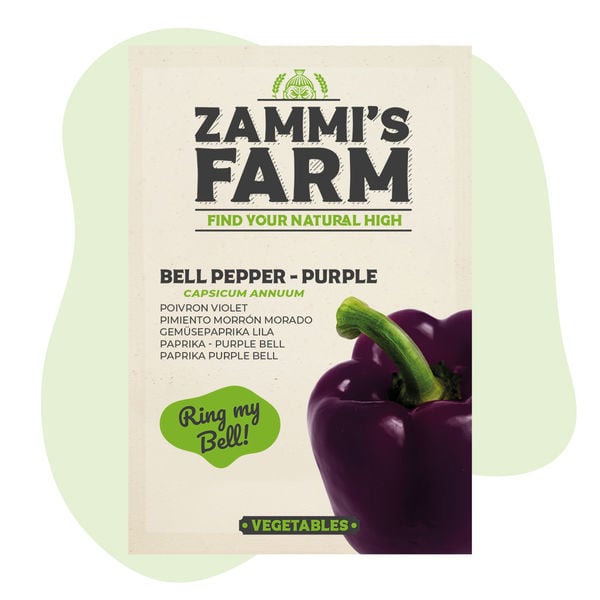 Sementes de Paprika Purple Bell (Capsicum annuum)