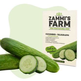 Sementes de Pepino Telegraph (Cucumis sativus)