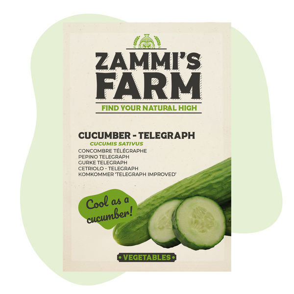 Sementes de Pepino Telegraph (Cucumis sativus)