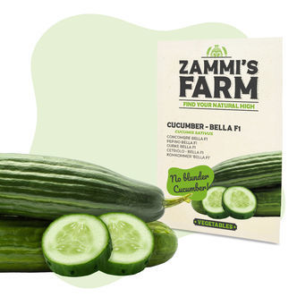 Cucumber Bella F1 (Cucumis sativus) sementes