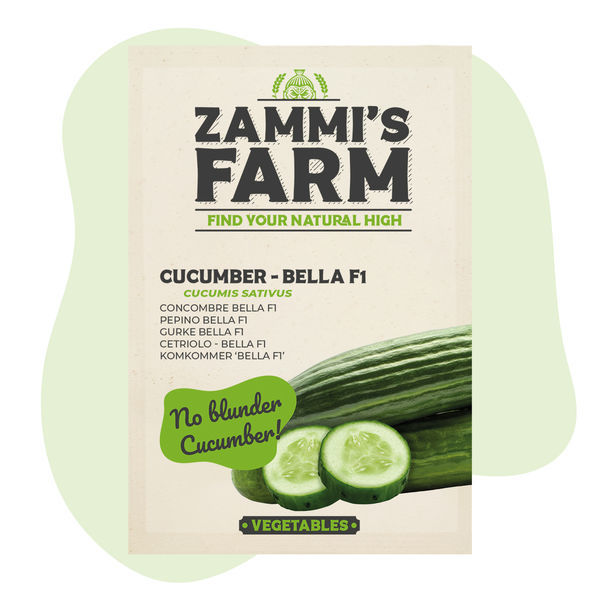 Cucumber Bella F1 (Cucumis sativus) sementes