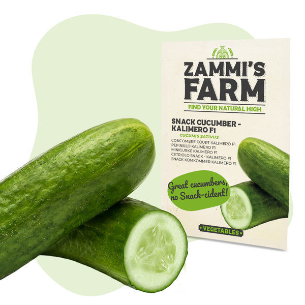 Sementes de pepino Kalimero F1 Snack (Cucumis sativus)
