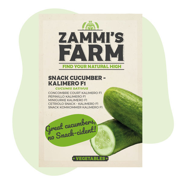 Sementes de pepino Kalimero F1 Snack (Cucumis sativus)