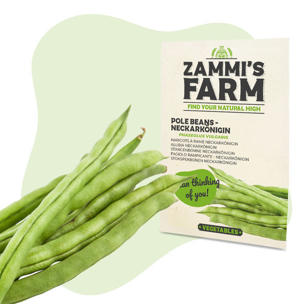 Sementes de feijão-trepador Neckarkönigin (Phaseolus vulgaris)