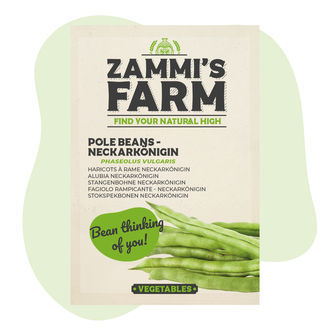 Sementes de feijão-trepador Neckarkönigin (Phaseolus vulgaris)