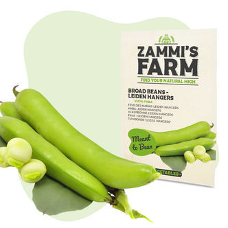 Sementes de Fava Leidse Hangers (Vicia faba)