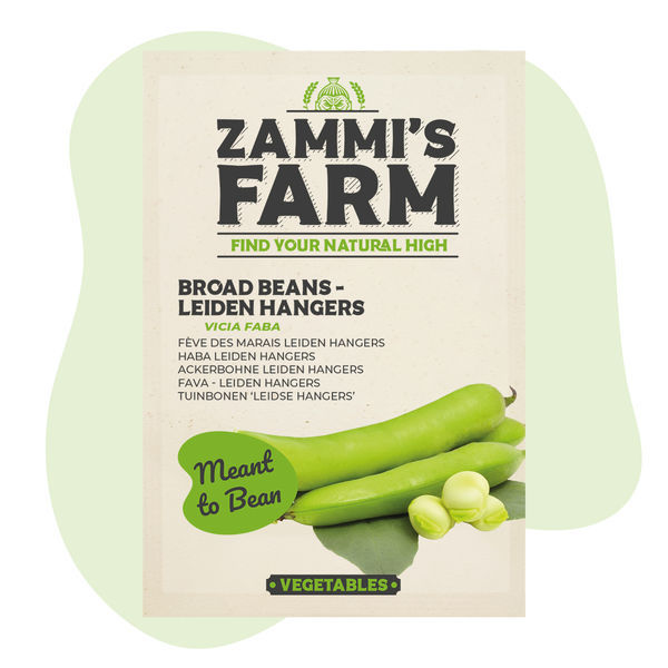 Sementes de Fava Leidse Hangers (Vicia faba)