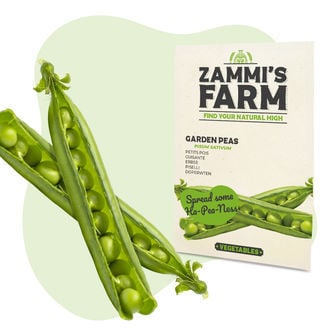 Sementes de ervilha-de-cheiro (Pisum sativum)