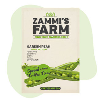 Sementes de ervilha-de-cheiro (Pisum sativum)