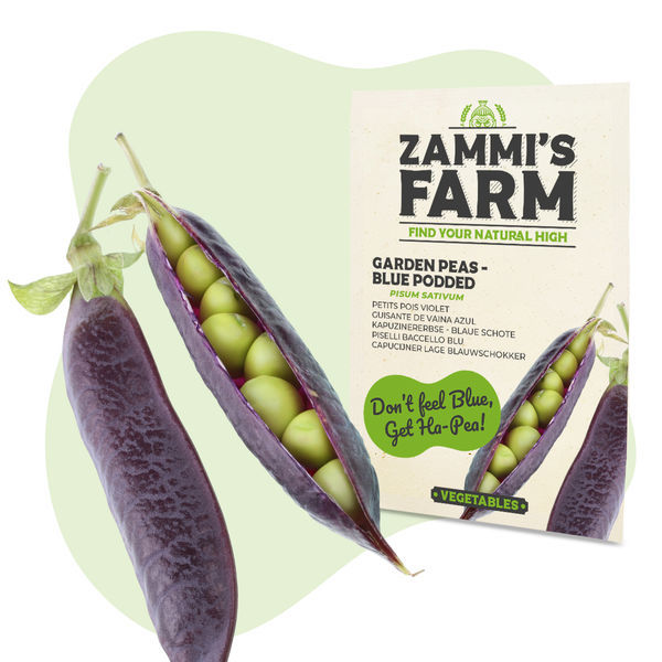 Sementes de ervilha-de-vagem-azul (Pisum sativum)