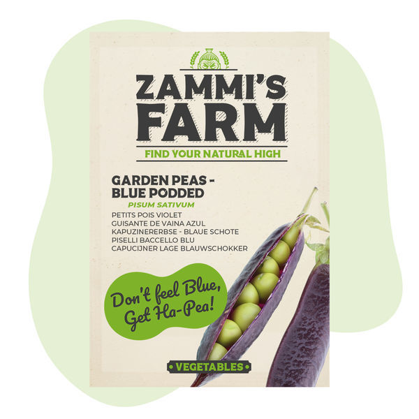 Sementes de ervilha-de-vagem-azul (Pisum sativum)