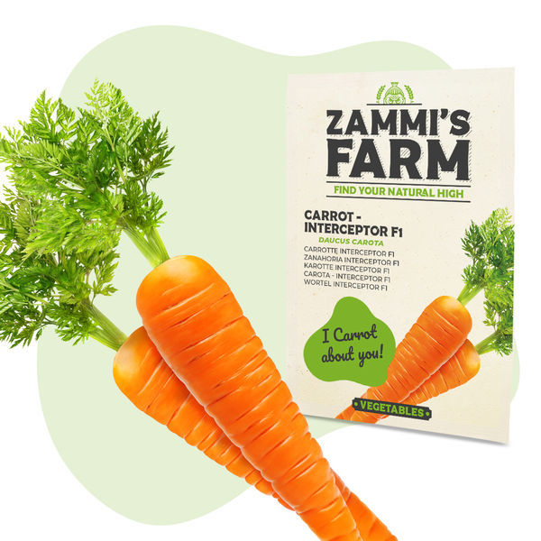 Cenoura – Interceptor F1 (Daucus carota) Sementes