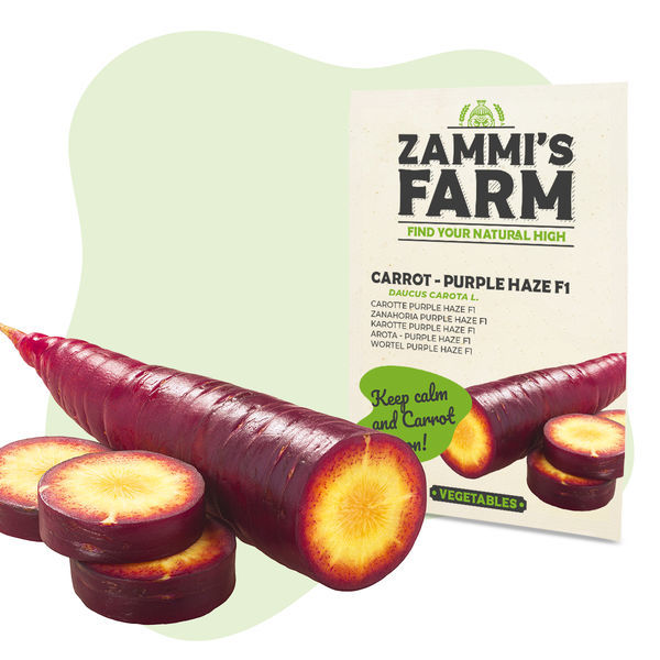 Sementes de Cenoura Purple Haze F1 (Daucus carota L.)
