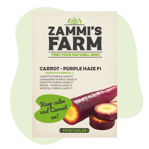 Sementes de Cenoura Purple Haze F1 (Daucus carota L.)