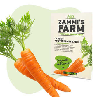 Sementes de cenoura Amsterdamse Bak 2 (Daucus carota)